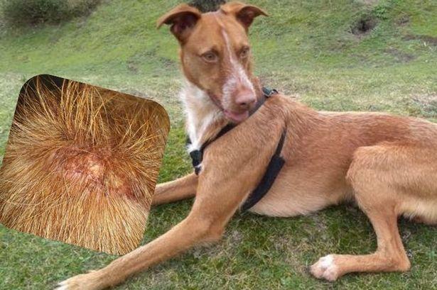 Brea is shaken despite being put on steroids and antibiotics